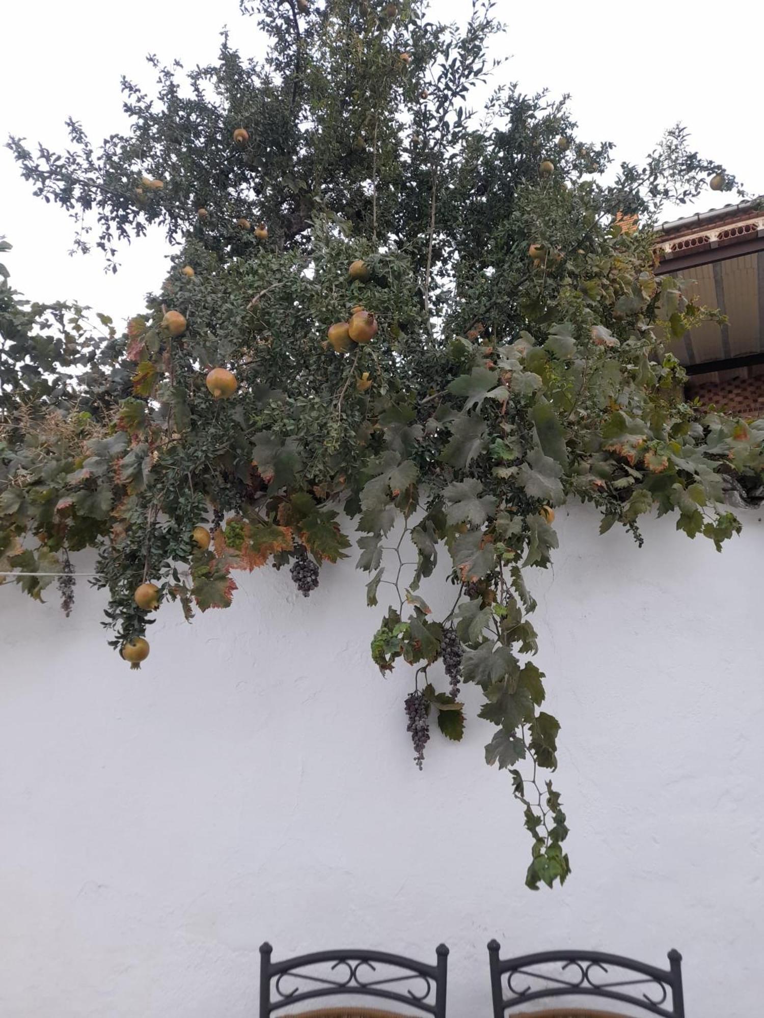 El Molino De Aceite Villa Baeza Luaran gambar